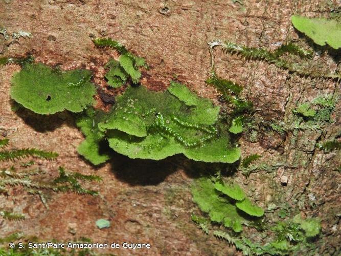 <i>Coenogonium leprieurii</i> (Mont.) Nyl., 1862 © S. Sant/Parc Amazonien de Guyane