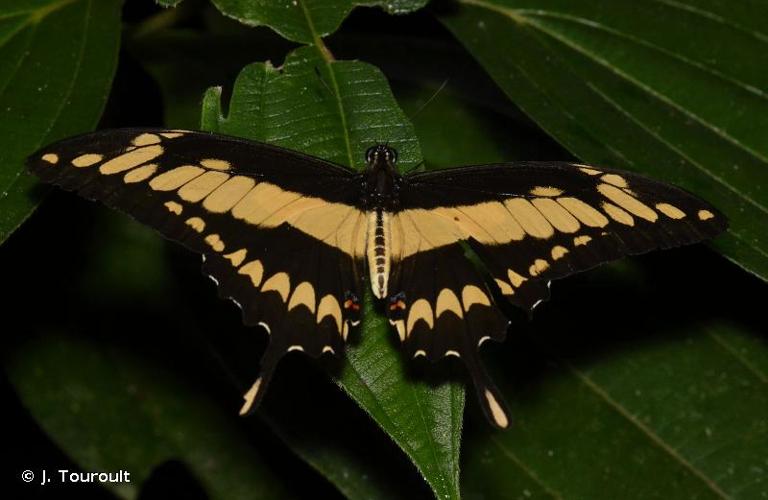 <i>Papilio thoas</i> Linnaeus, 1771 © J. Touroult