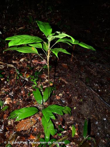 <i>Geonoma stricta </i>subsp.<i> arundinacea</i> (Mart.) A.J.Hend., 2011 © S. Sant/Parc Amazonien de Guyane