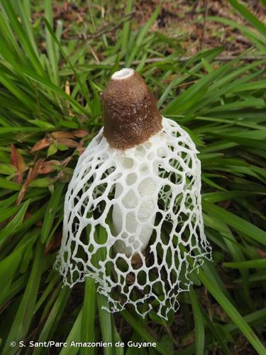 <i>Phallus merulinus</i> (Berk.) Cooke, 1882 © S. Sant/Parc Amazonien de Guyane