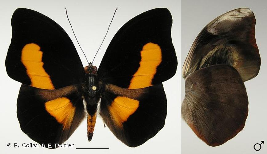 <i>Catonephele acontius acontius</i> (Linnaeus, 1771) © P. Collet & E. Poirier