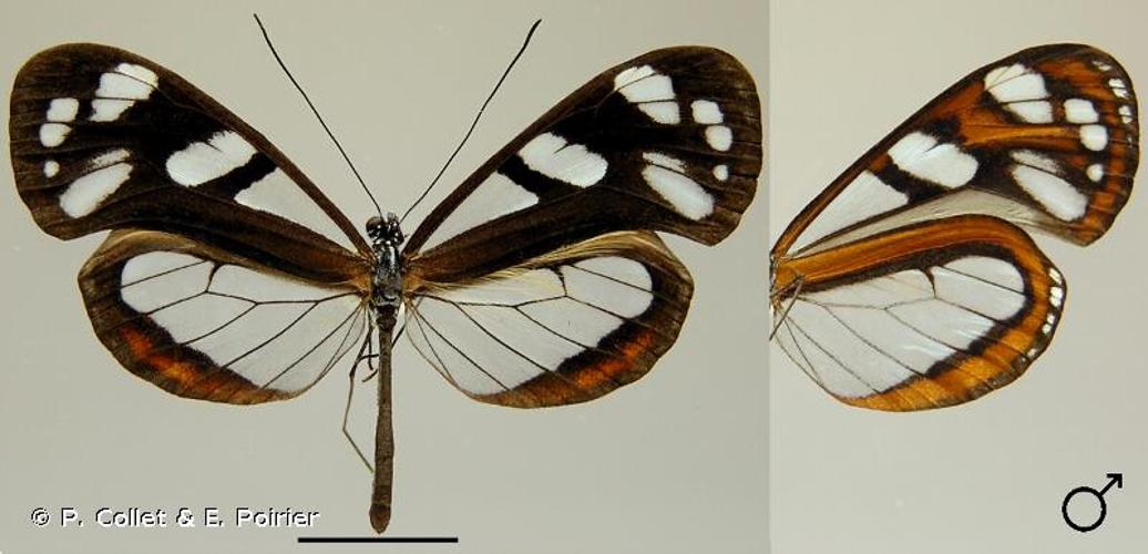 <i>Oleria aegle</i> (Fabricius, 1777) © P. Collet & E. Poirier