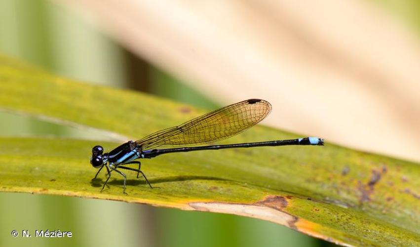 <i>Argia gemella</i> Garrison & von Ellenrieder, 2015 © N. Mézière