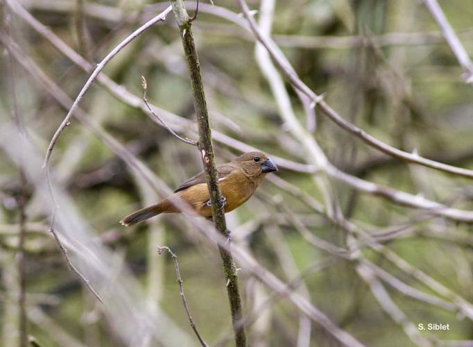 <i>Sporophila angolensis</i> (Linnaeus, 1766) © S. Siblet