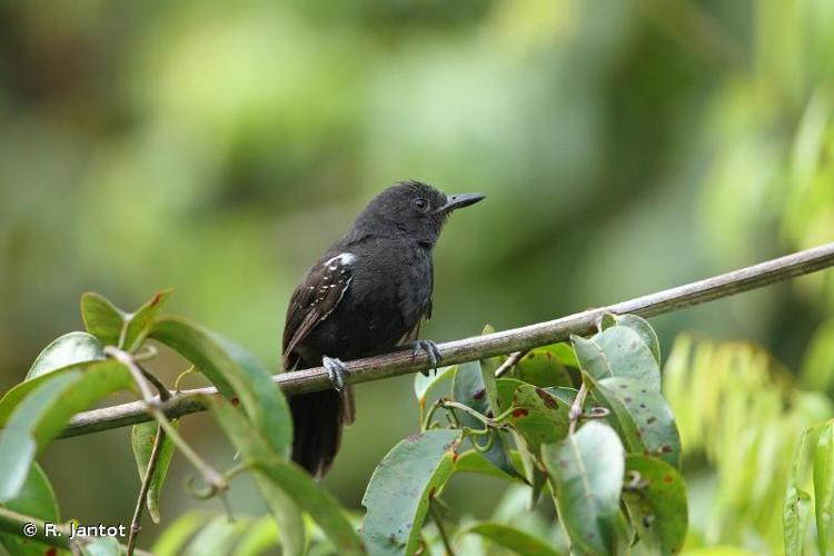 <i>Cercomacroides nigrescens</i> (Cabanis & Heine, 1859) © R. Jantot