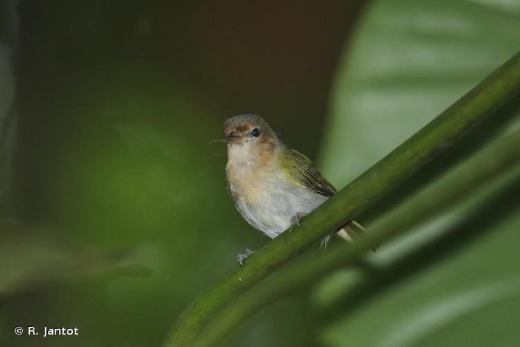 <i>Pachysylvia muscicapina</i> (Sclater & Salvin, 1873) © R. Jantot