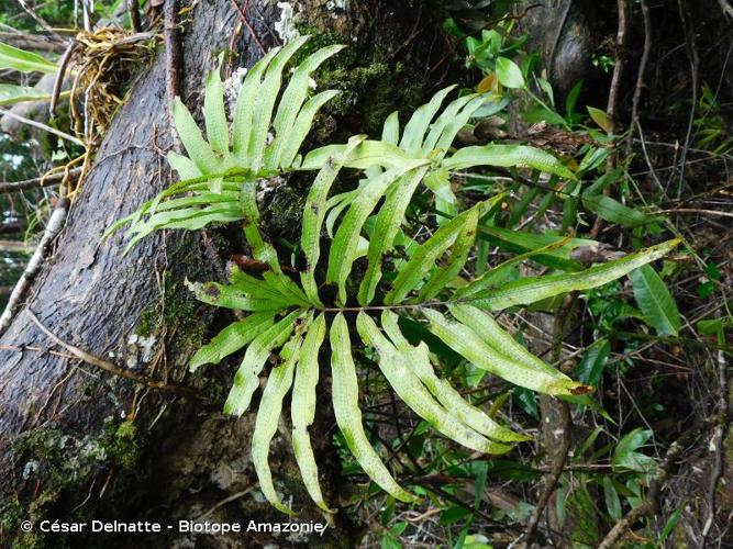 <i>Serpocaulon triseriale</i> (Sw.) A.R.Sm., 2006 © César Delnatte - Biotope Amazonie