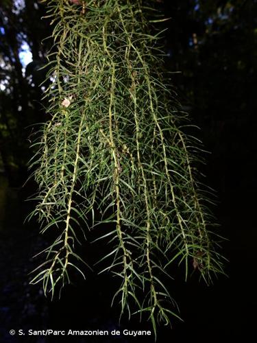 <i>Phlegmariurus linifolius </i>var.<i> jenmanii</i> (Underw. & F.E.Lloyd) B.Øllg., 2012 © S. Sant/Parc Amazonien de Guyane