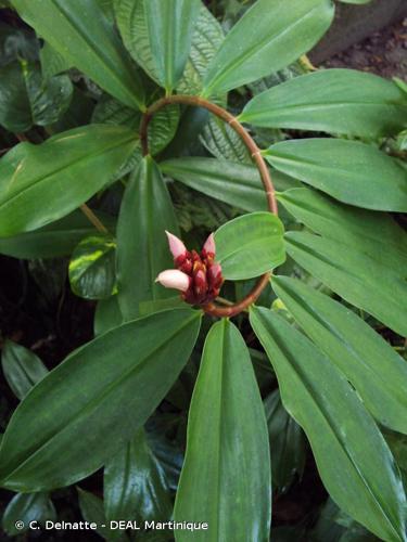 <i>Hellenia speciosa</i> (J.Koenig) Govaerts, 2013 © C. Delnatte - DEAL Martinique