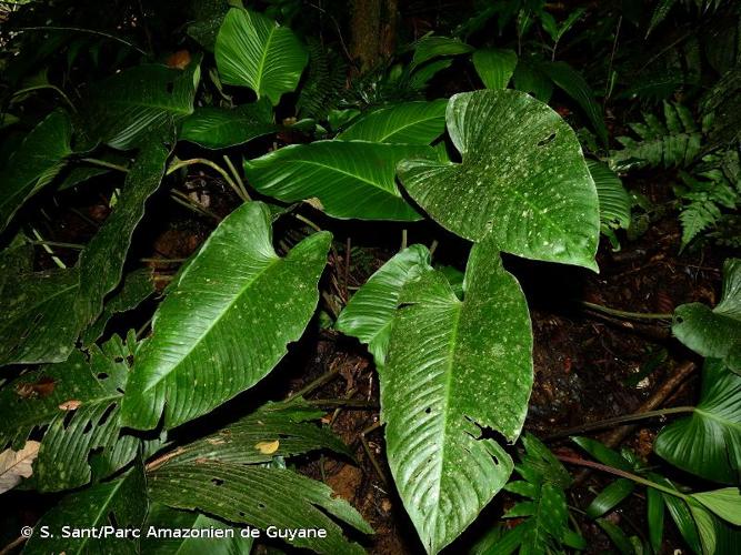 <i>Adelonema picturatum</i> (Linden & André ex André) S.Y.Wong & Croat, 2016 © S. Sant/Parc Amazonien de Guyane