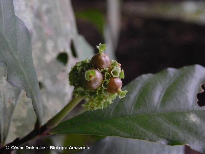 <i>Eumachia guianensis</i> (Bremek.) Delprete & J.H.Kirkbr., 2015 © César Delnatte - Biotope Amazonie