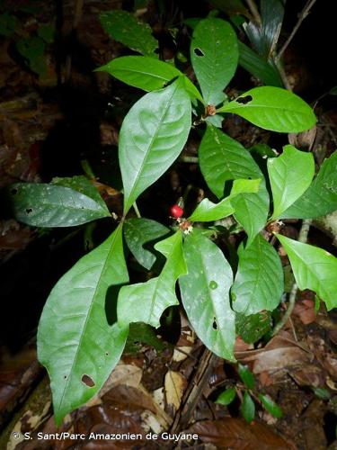 <i>Eumachia kappleri</i> (Miq.) Delprete & J.H.Kirkbr., 2015 © S. Sant/Parc Amazonien de Guyane