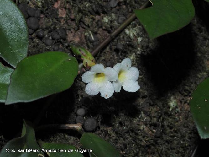 <i>Codonanthopsis crassifolia</i> (H.Focke) Chautems & Mat.Perret, 2013 © S. Sant/Parc Amazonien de Guyane