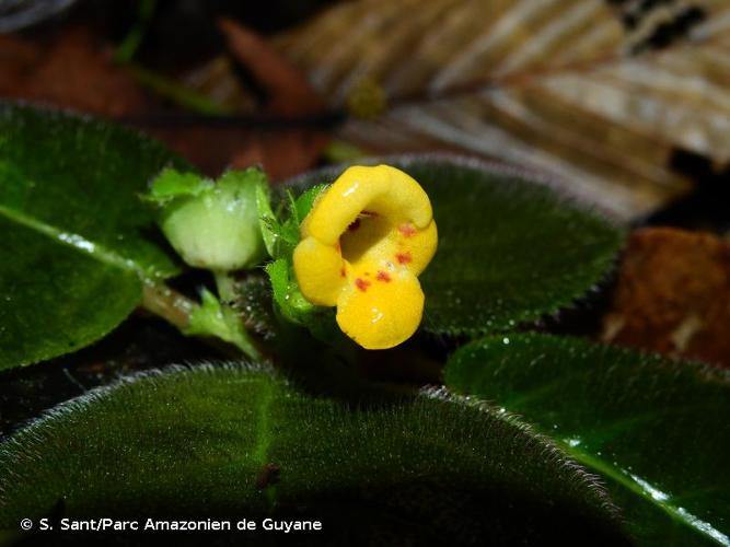 <i>Christopheria xantha</i> (Leeuwenb.) J.F.Sm. & J.L.Clark, 2013 © S. Sant/Parc Amazonien de Guyane