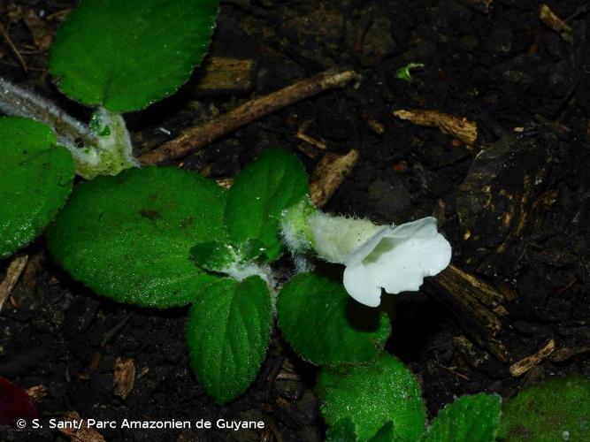 <i>Chrysothemis adenosiphon</i> (Leeuwenb.) M.M.Mora & J.L.Clark, 2016 © S. Sant/ Parc Amazonien de Guyane