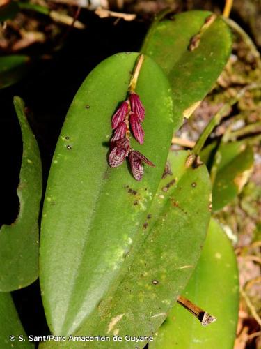 <i>Acianthera pubescens</i> (Lindl.) Pridgeon & M.W.Chase, 2001 © S. Sant/Parc Amazonien de Guyane