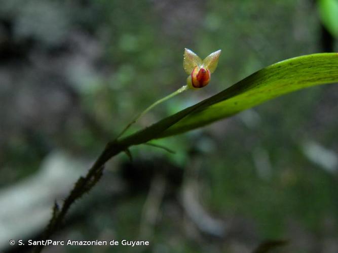 <i>Lepanthes cremersii</i> Luer, 1999 © S. Sant/Parc Amazonien de Guyane