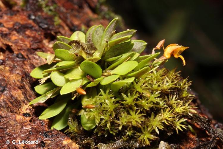 <i>Lankesteriana barbulata</i> (Lindl.) Karremans, 2014 © G. Léotard