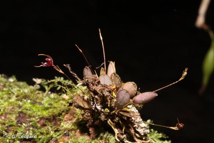 <i>Muscarella semperflorens</i> (Lindl.) Luer, 2006 © G. Léotard