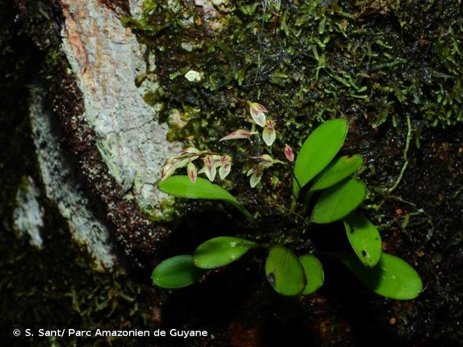 <i>Specklinia grobyi</i> (Bateman ex Lindl.) F.Barros, 1984 © S. Sant/ Parc Amazonien de Guyane