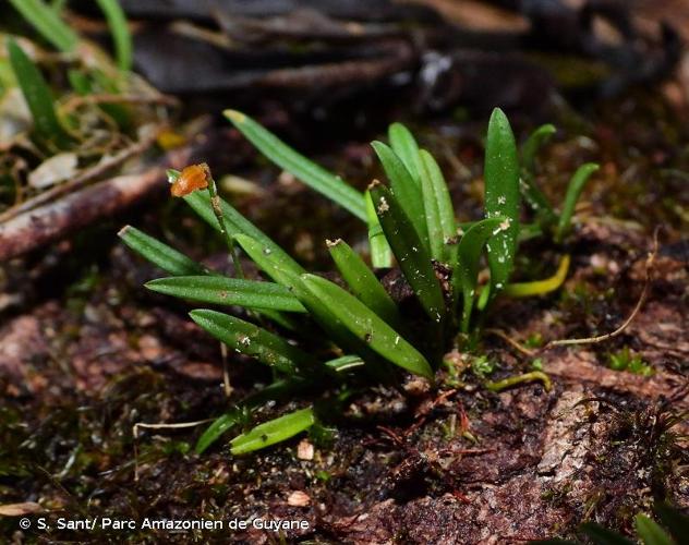 <i>Specklinia pertenuis</i> (C.Schweinf.) Karremans & Gravend., 2015 © S. Sant/ Parc Amazonien de Guyane