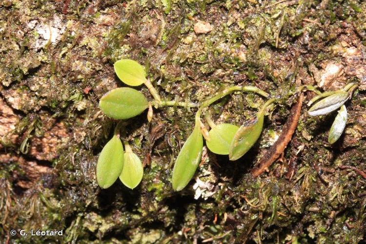 <i>Anathallis polygonoides</i> (Griseb.) Pridgeon & M.W.Chase, 2001 © G. Léotard