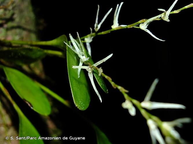 <i>Stelis sclerophylla</i> (Lindl.) Karremans, 2014 © S. Sant/Parc Amazonien de Guyane