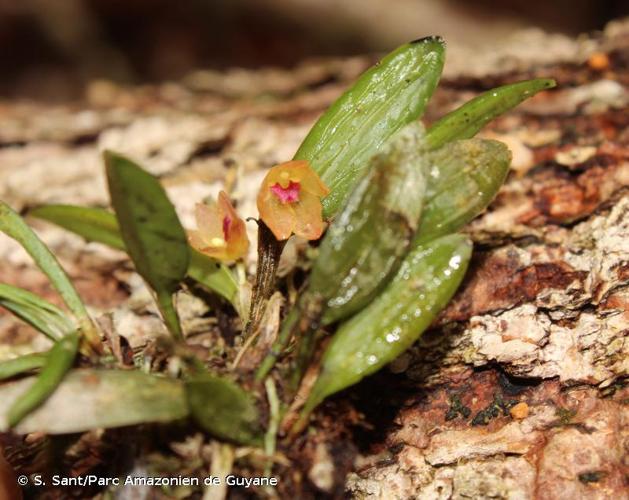 <i>Octomeria minor</i> C.Schweinf., 1935 © S. Sant/Parc Amazonien de Guyane