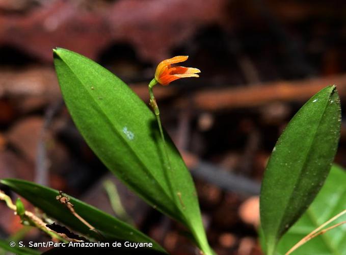 <i>Specklinia striata</i> (H.Focke) Luer, 2004 © S. Sant/Parc Amazonien de Guyane