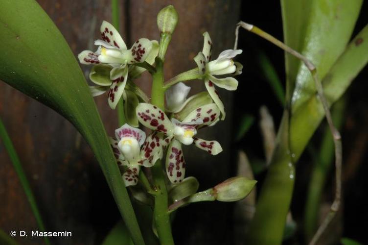 <i>Prosthechea roraimensis</i> V.P.Castro & Campacci, 2004 © D. Massemin