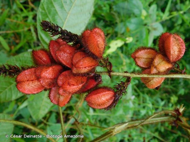 <i>Paullinia rubiginosa </i>subsp.<i> setosa</i> (Radlk.) Acev.-Rodr., 2012 © César Delnatte - Biotope Amazonie