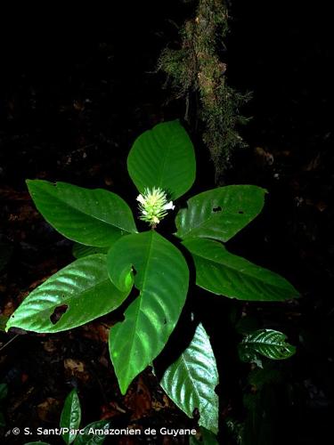 <i>Staurogyne guianensis</i> (Bremek.) T.F.Daniel & McDade, 2014 © S. Sant/Parc Amazonien de Guyane