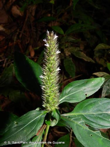 <i>Lepidagathis alopecuroidea</i> (Vahl) R.Br. ex Griseb., 1862 © S. Sant/Parc Amazonien de Guyane