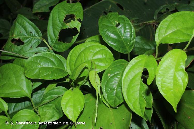 <i>Mendoncia glabra</i> Poepp. & Endl., 1840 © S. Sant/Parc Amazonien de Guyane