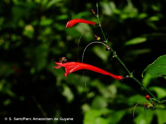 <i>Ruellia fulgens</i> (Bremek.) E.A.Tripp, 2007 © S. Sant/Parc Amazonien de Guyane