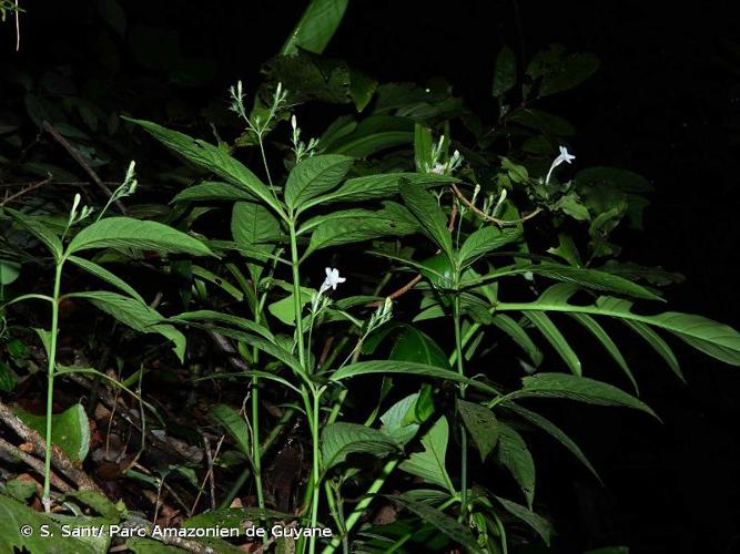 <i>Ruellia saulensis</i> Wassh., 1995 © S. Sant/ Parc Amazonien de Guyane