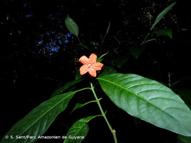 <i>Ruellia schnellii</i> Wassh., 2002 © S. Sant/Parc Amazonien de Guyane