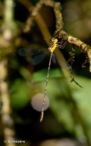 <i>Heteragrion silvarum</i> Sjöstedt, 1918 © N. Mézière