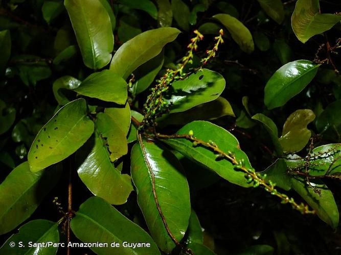 <i>Passovia pyrifolia</i> (Kunth) Tiegh., 1895 © S. Sant/Parc Amazonien de Guyane