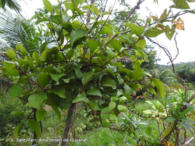 <i>Oryctanthus spicatus</i> (Jacq.) Eichler, 1868 © S. Sant/Parc Amazonien de Guyane