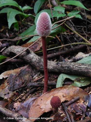 <i>Helosis cayanensis</i> (Sw.) Spreng., 1826 © César Delnatte - Biotope Amazonie