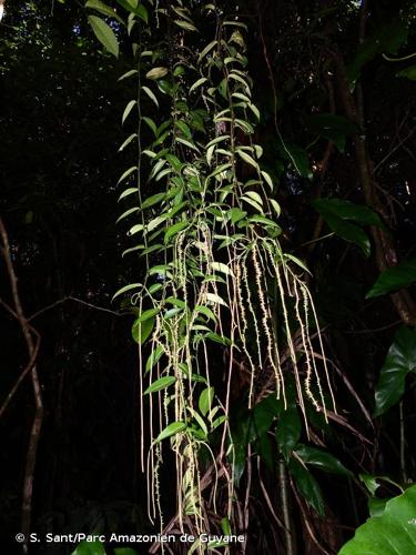 <i>Peperomia macrostachyos</i> (Vahl) A.Dietr., 1831 © S. Sant/Parc Amazonien de Guyane