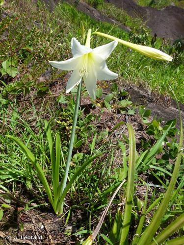 <i>Hippeastrum elegans</i> (Spreng.) H.E.Moore, 1963 © G. Léotard