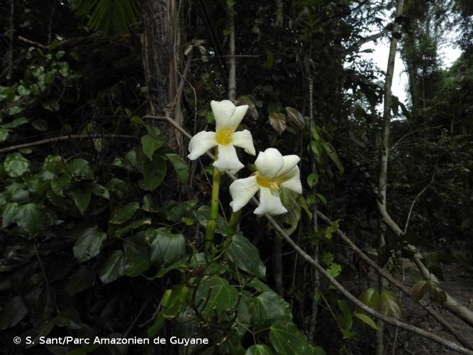 <i>Bignonia nocturna</i> (Barb.Rodr.) L.G.Lohmann, 2008 © S. Sant/Parc Amazonien de Guyane