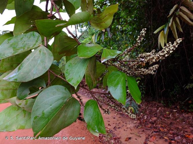 <i>Schnella outimouta</i> (Aubl.) Wunderlin, 2010 © S. Sant/Parc Amazonien de Guyane