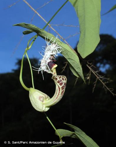 <i>Aristolochia platyloba</i> Garcke, 1849 © S. Sant/Parc Amazonien de Guyane