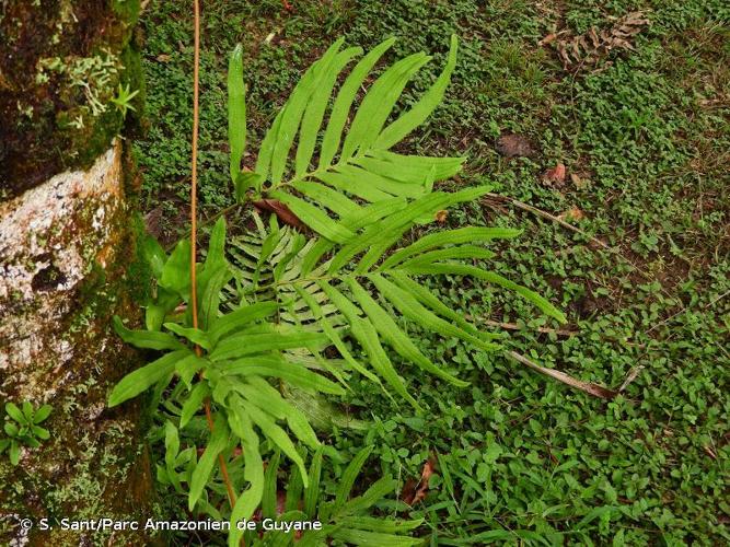 <i>Serpocaulon attenuatum</i> (C.Presl) A.R.Sm., 2006 © S. Sant/Parc Amazonien de Guyane