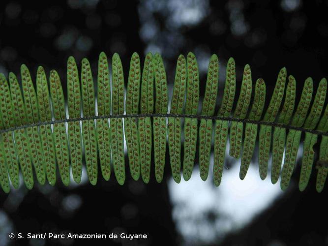 <i>Mycopteris taxifolia</i> (L.) Sundue, 2013 © S. Sant/ Parc Amazonien de Guyane