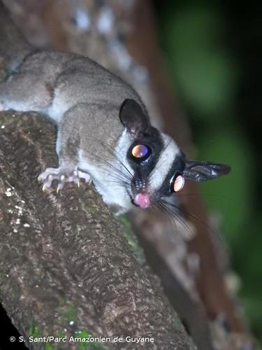 <i>Glironia venusta</i> Thomas, 1912 © S. Sant/Parc Amazonien de Guyane