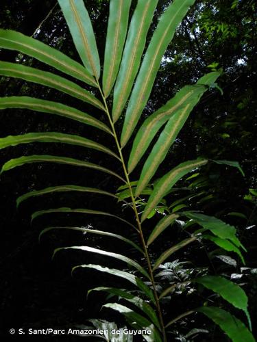 <i>Metaxya scalaris</i> Tuomisto & G.G.Cárdenas, 2016 © S. Sant/Parc Amazonien de Guyane